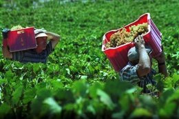 Temporeros Trabajando En La Vendimia Temprana En El Condado De Huelva.