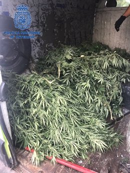 Marihuana intervenida por la Policía en el interior de una furgoneta en Palma