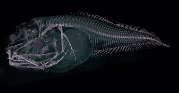 Escaneo CT del pez baboso de Atacama