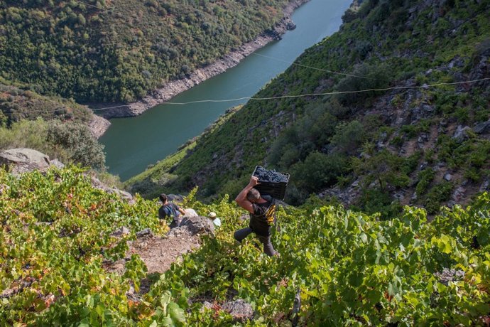 Vendimia en Ribeira Sacra