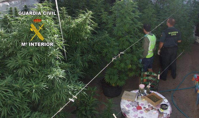 Una de las plantaciones de marihuana localizadas por la Guardia Civil.