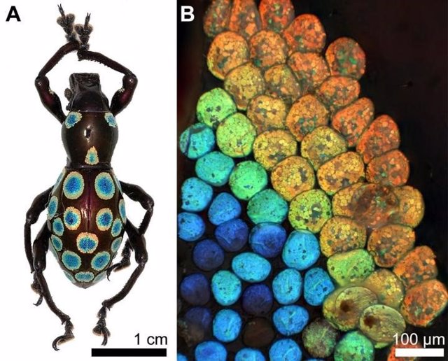 Descripción del insecto y su proceso único de generación de color