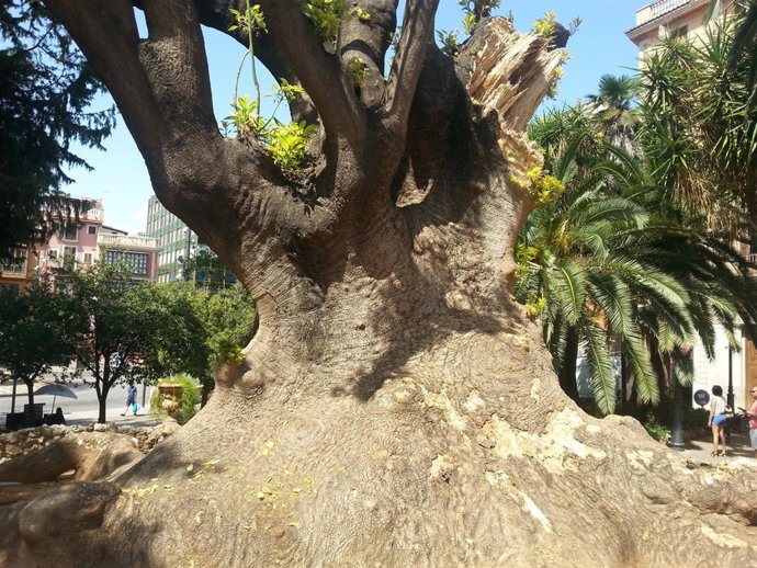 Árbol en la Plazaq