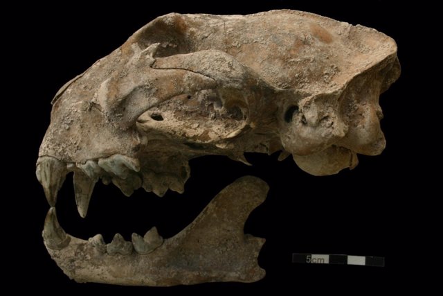 Cráneo de puma de un enterramiento maya