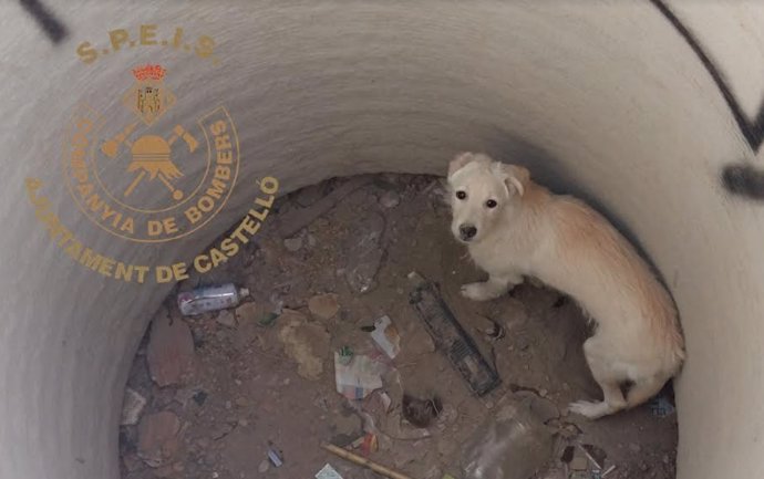 Imagen del perro rescatado