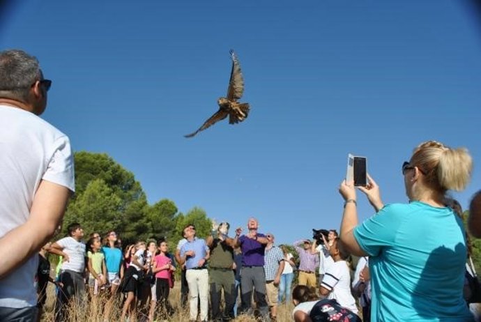 Suelta de cuatro búhos reales y un águila calzado en Sisante (Cuenca)