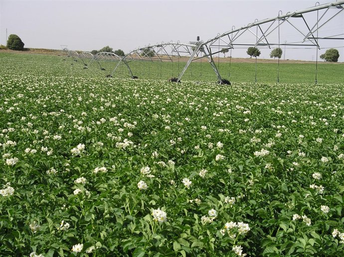 Campo de patatas.