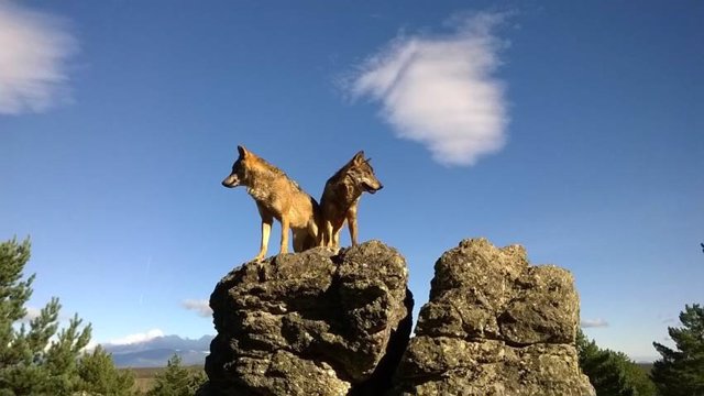 Pareja de lobos ibéricos sobre una roca