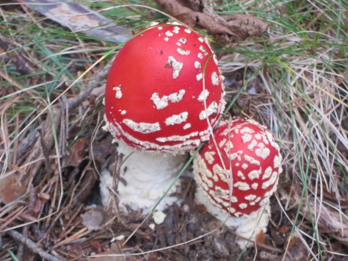 Amanita