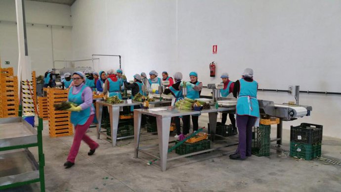 Cooperativa de espárragos en Fuente Vaqueros