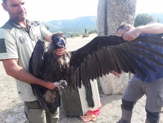 Pollo de buitre negro liberado por agentes forestales