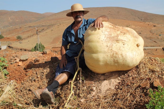 El agricultor, Francisco Estupiñán, junto a la calabaza gigante