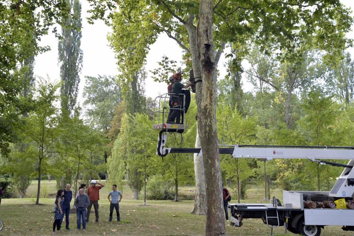 Colocación de refugios para murciélagos en Pamplona