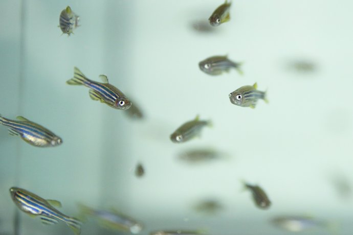 Investigación contaminación metales peces UPV.