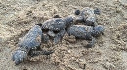 Tortugues babaues rescatades a Cambrils (Tarragona)