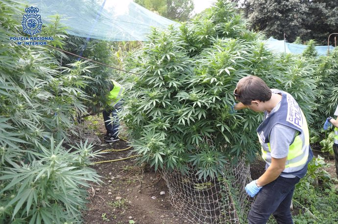 Descubren dos cultivos con 200 plantas de marihuana