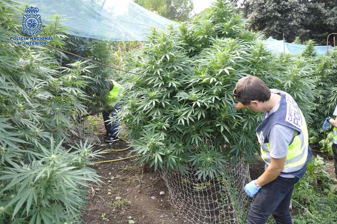 Descobreixen dos cultius amb 200 plantes de marihuana