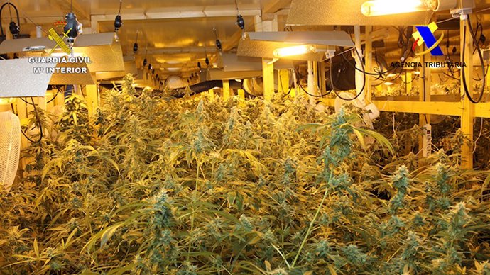 Plantación de marihuana clandestina