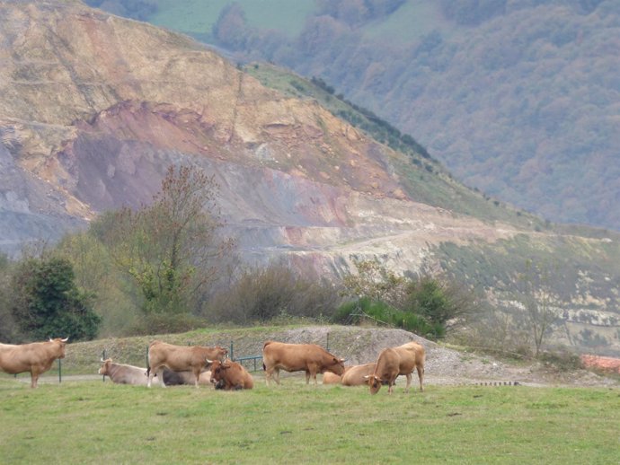 Vacas pastando en escombreras de la mina de oro de Boinas