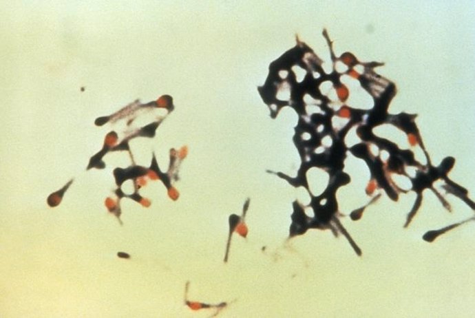 La bacteria Clostridium tetani, responsable del tétanos en humanos