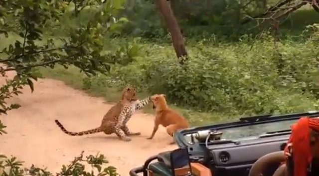 Ataque de un leopardo a un perro