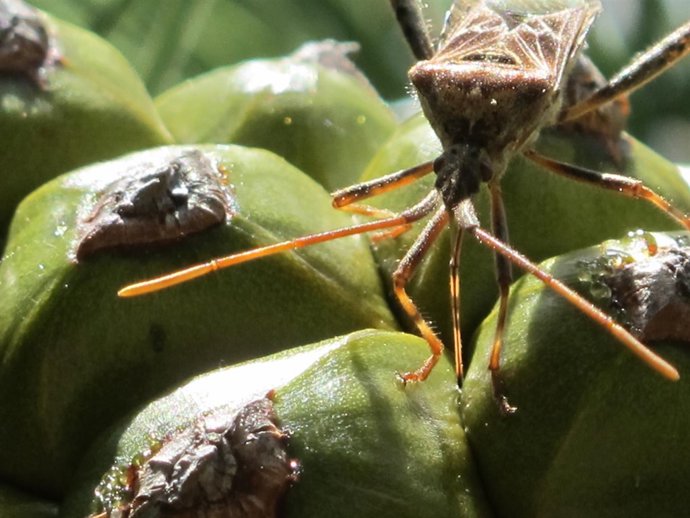 Jornada divulgativa sobre el piñón en Valladolid. 