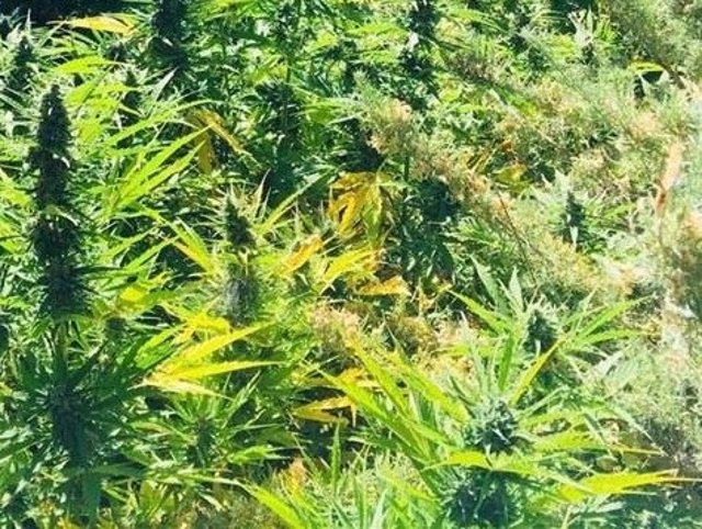Plantas de marihuana en una imagen de archivo