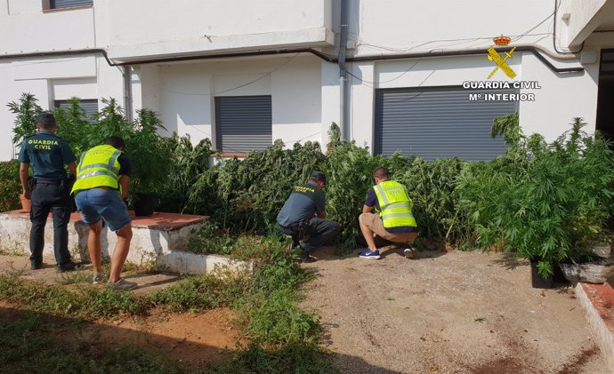 Plantación de marihuana en la masía de Vistabella