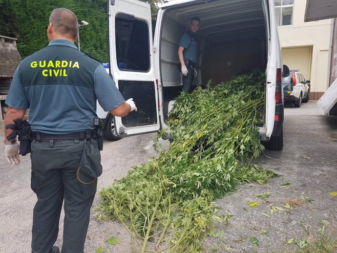 La Guardia Civil se incautan de una plantación de marihuana en Cambados