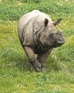 Un rinoceronte indio