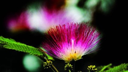 La IV Feria de Plantas de los Cinco Continentes reunirá el 6 y el 7 de octubre a una treintena de expositores