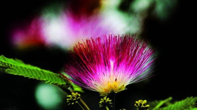 La IV Feria de Plantas de los Cinco Continentes