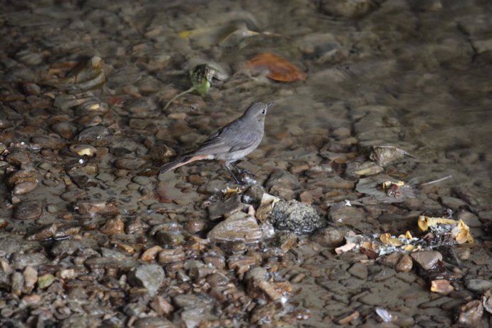 Imagen de un colirrojo en el río Sadar