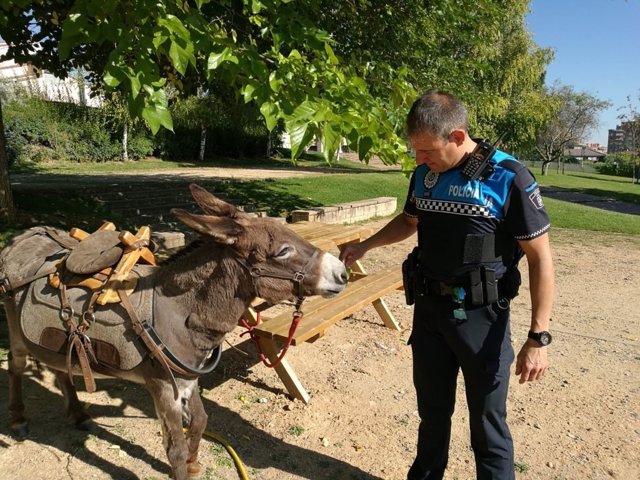 Un agente de la Policía Municipal junto al burro