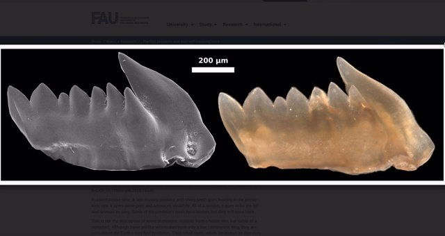 Restos fósiles de dientes de los primeros vertebrados