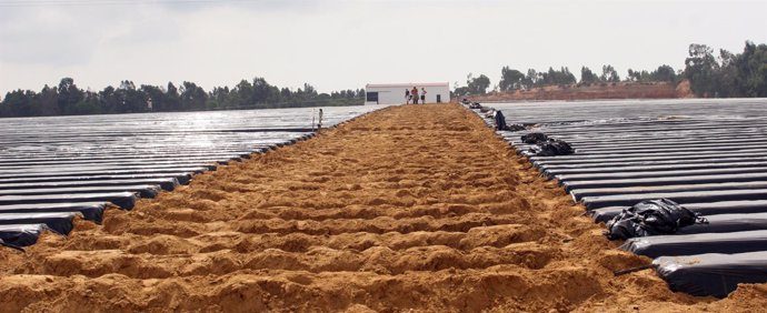 Plantaciones de fresas en Huelva