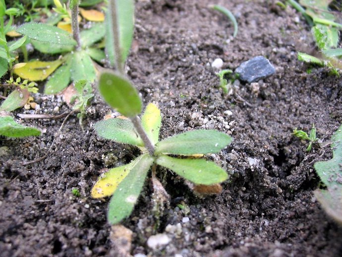 Arabidopsis thaliana