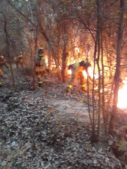 Efectivos del Infoca intervienen en un incendio en Almonte. 