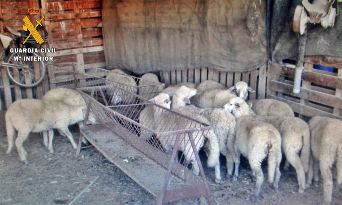 [Badajoz] La Guardia Civil Detiene A Dos Personas Por El Robo De 80 Ovejas De Un
