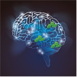 Esquema del cerebro con los agregados