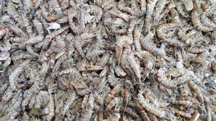 El ‘Marsupenaeus japonicus’, una de las especies invasoras en el Mediterráneo