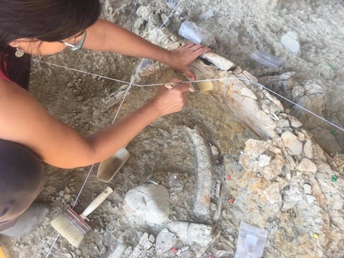Excavación de un hueso de mamut en La Boella