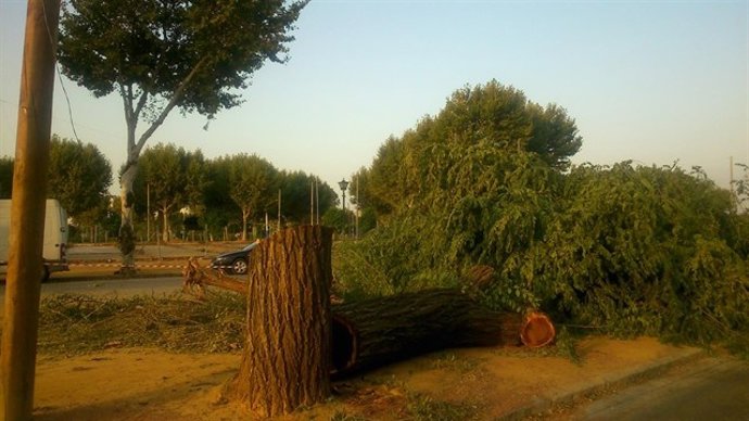 Tala en la avenida Flota de Indias