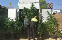 Un detenido tras intervenir tres plantaciones de marihuana en Valverde con un peso bruto de 70 kilos
