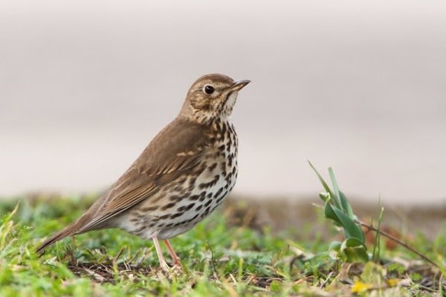 El GOB critica que Medio Ambiente autorice la caza de aves migratorias en la finca de Son Real