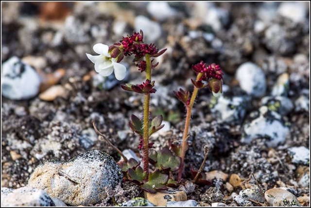 Planta de la tundra