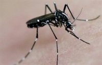 Detectado por primera vez el mosquito tigre en dos municipios de Extremadura