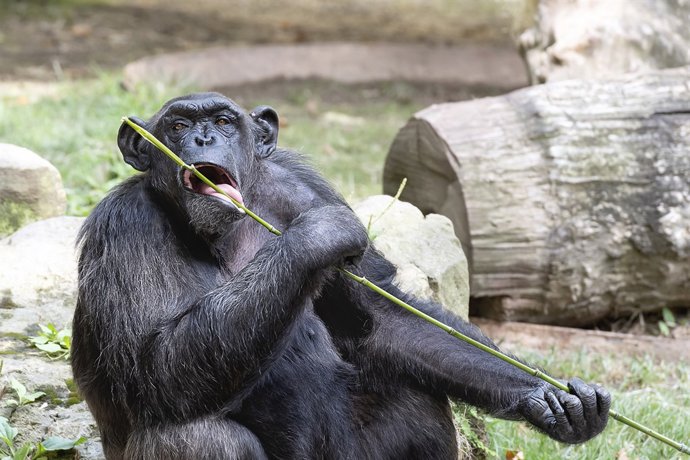 Chimpancé en el Zoo de Barcelona