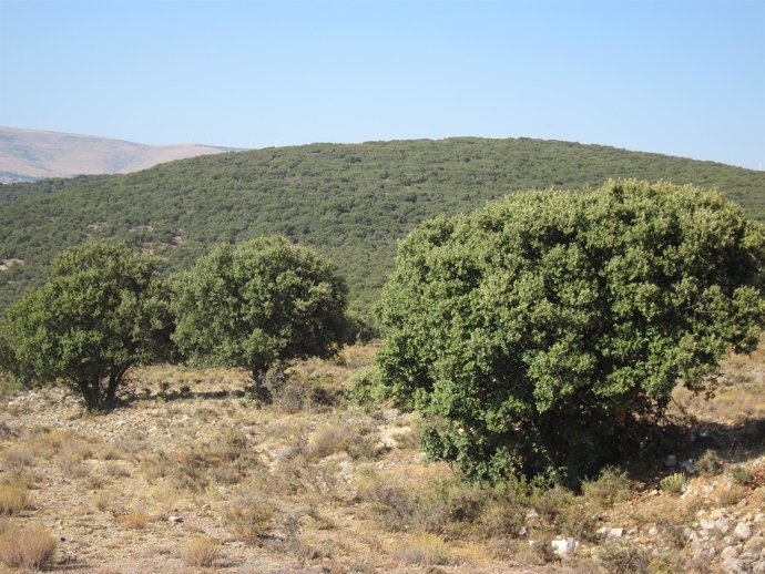 Monte, Bosque, Encina, Incendio