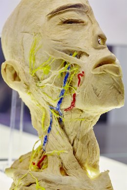 La exposición 'Human Bodies. Anatomía de la vida' llega a Barcelona